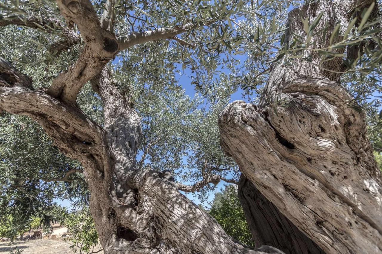 Masseria Fanizzi กอนแวร์ซาโน ภายนอก รูปภาพ