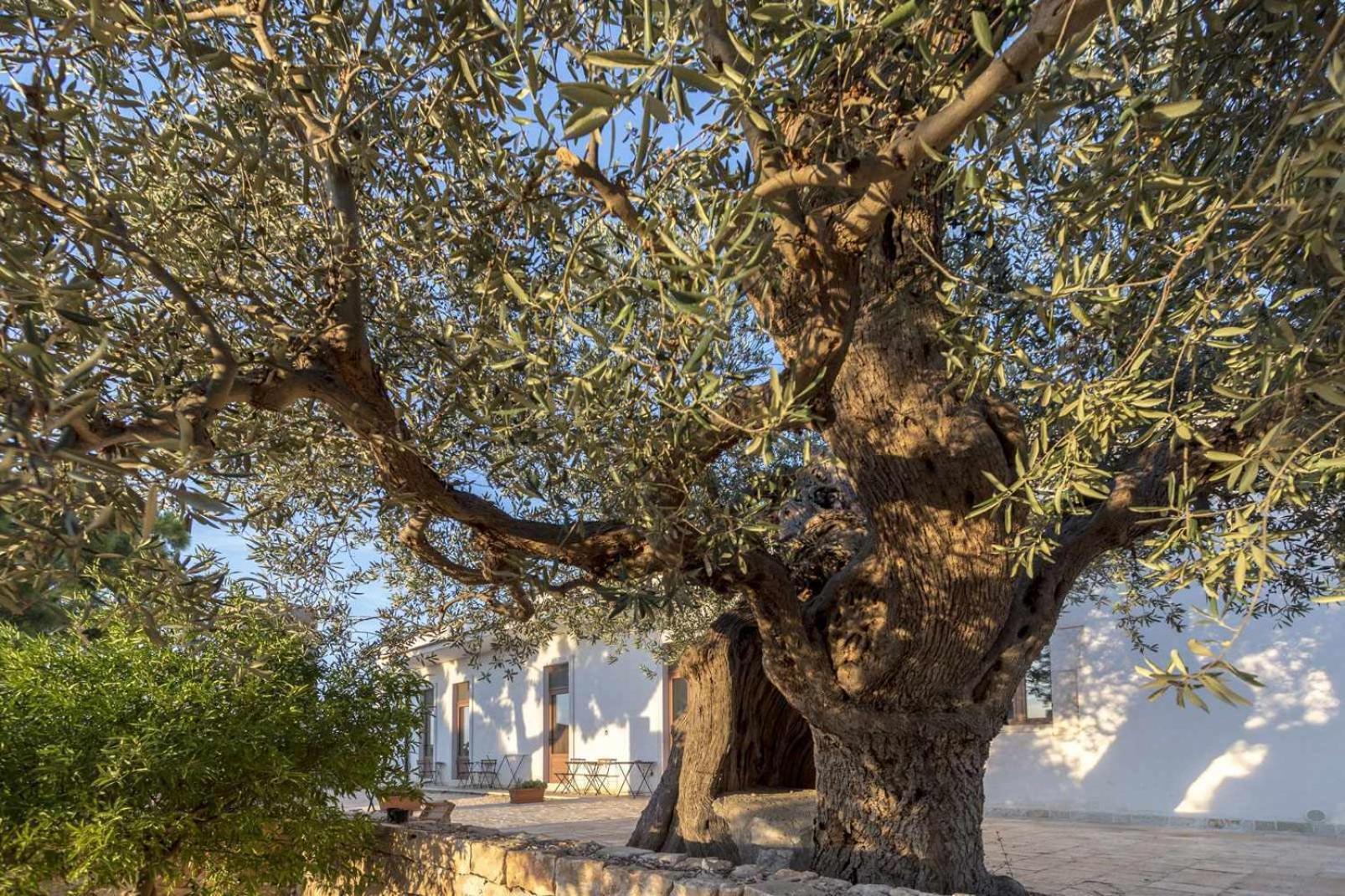 Masseria Fanizzi กอนแวร์ซาโน ห้อง รูปภาพ