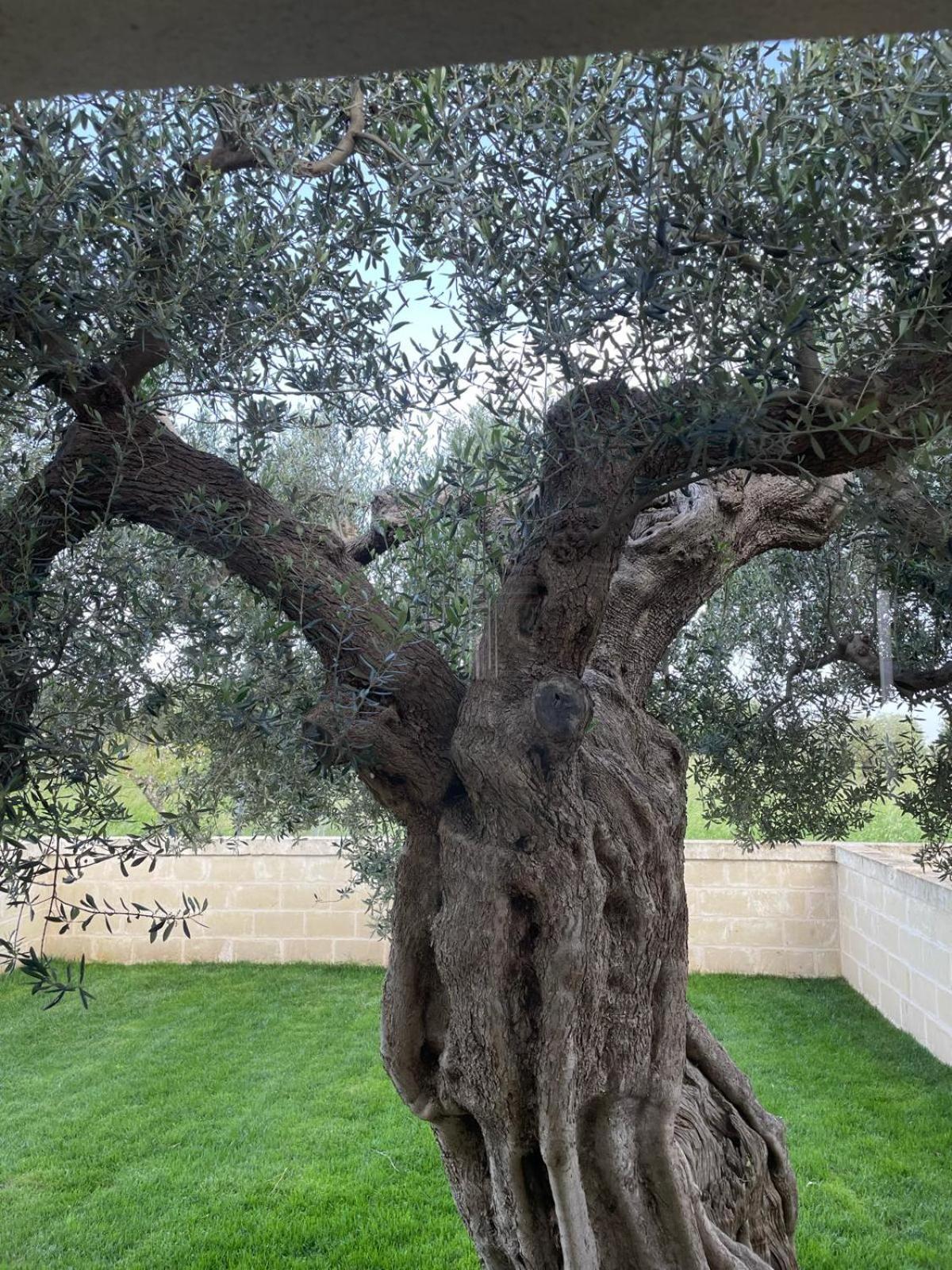 Masseria Fanizzi กอนแวร์ซาโน ห้อง รูปภาพ